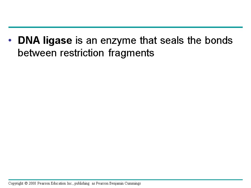 DNA ligase is an enzyme that seals the bonds between restriction fragments